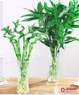 属相的幸运植物