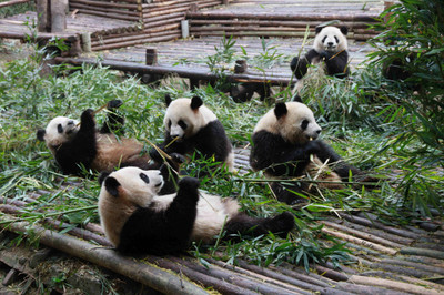 熊猫繁育基地游玩攻略