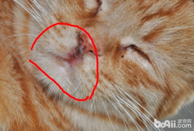 猫咪杯状病毒怎么治疗
