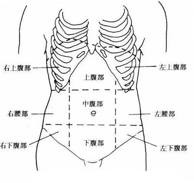 肚子的中间是什么部位