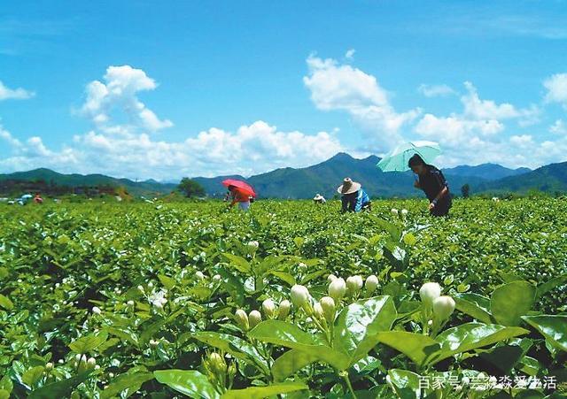 广西茉莉花茶