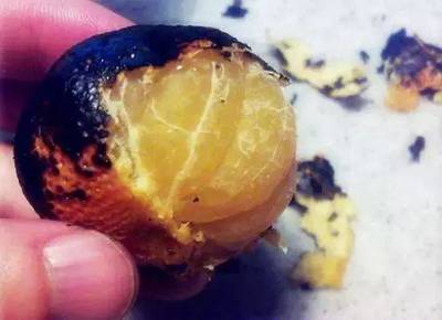 烧橘子吃治咳嗽吗