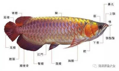 哪里的红龙鱼最正宗好吃呢（哪里的红龙鱼最正宗好吃呢图片） 龙鱼百科