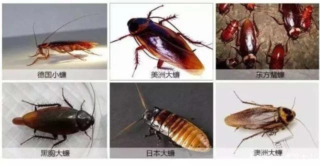 北方蟑螂和南方蟑螂为什么差距这么大呀(美洲大蠊与德国小蠊的对比)
