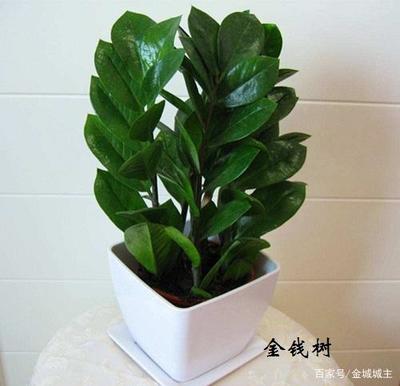 属鼠养什么植物旺财