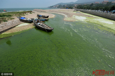 青岛浒苔什么时候结束