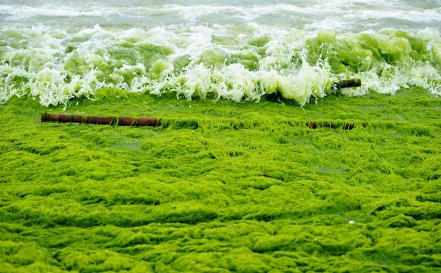 青岛浒苔什么时候结束