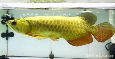 龍門(mén)縣紹龍水族館（龍門(mén)縣紹龍水族館在哪里） 全國(guó)水族館企業(yè)名錄