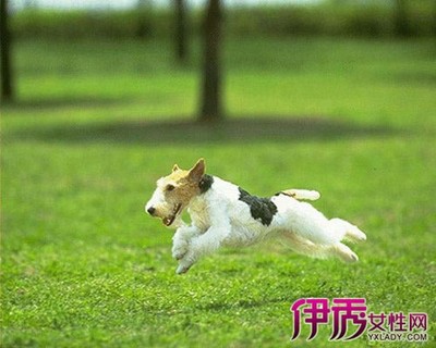 梦见被狗追朋友还给死了解梦滴进