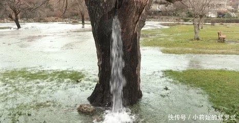 一棵树在水中泡上二十年会怎么样