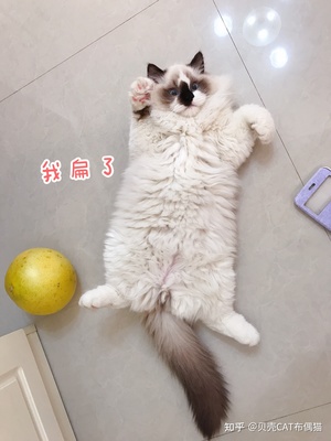 一岁的猫多重