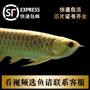 通遼水族批發(fā)市場都在哪里（通遼有水族館嗎）