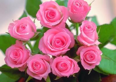 孕妇梦见鲜花