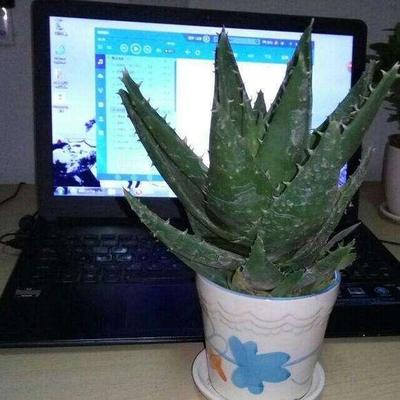 如何用芦荟美容