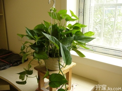 哪些植物不能放在卧室