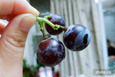 夏黑葡萄有籽吗