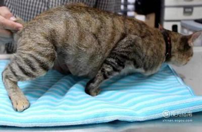 猫咪怀孕几个月生