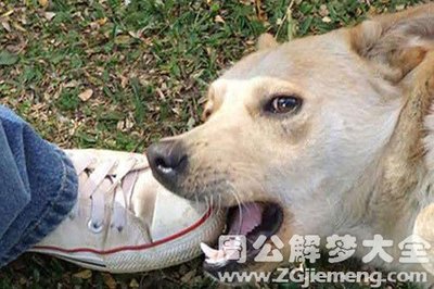 梦见被狗咬了脚