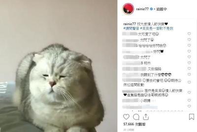 情侣猫咪名字