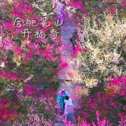 合肥四季花海要门票吗
