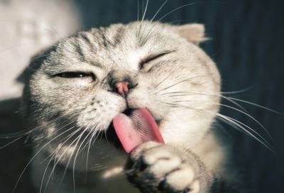 男人做梦梦见猫