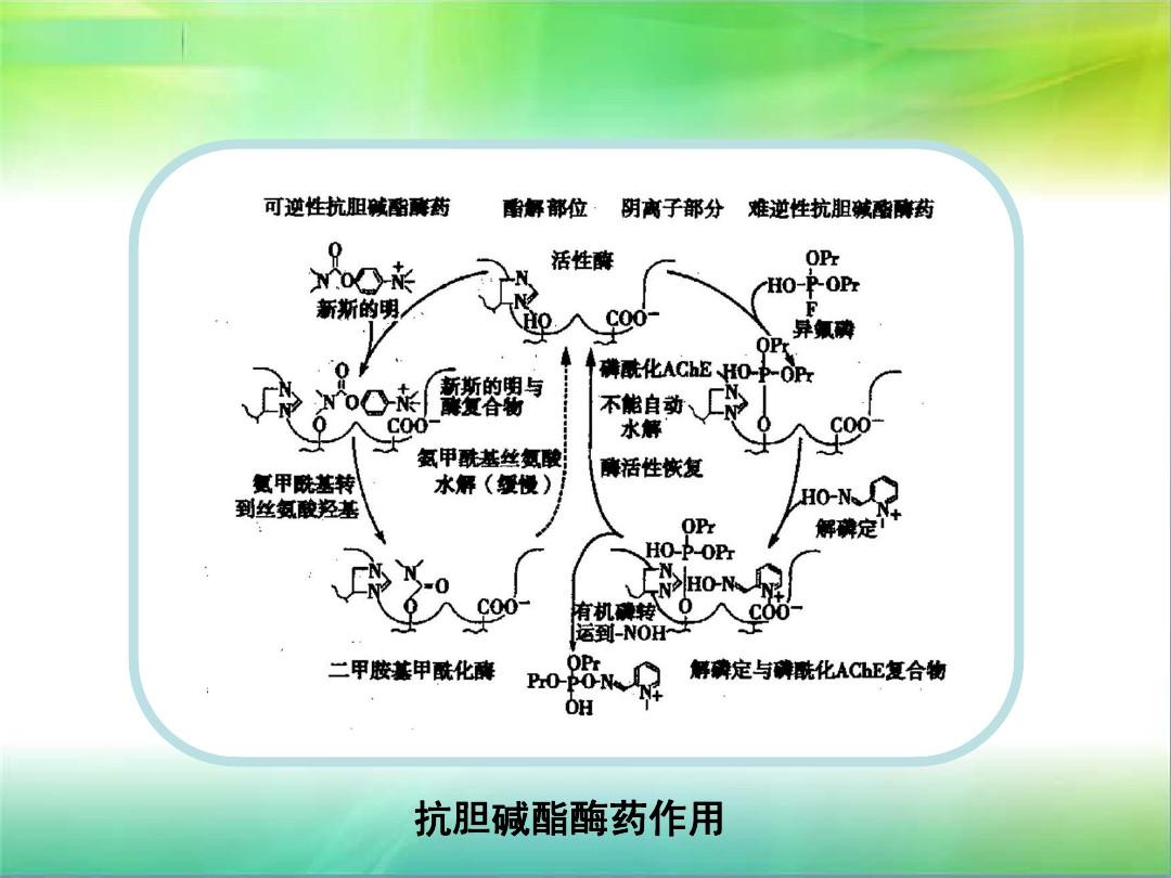 胆碱的功效与作用