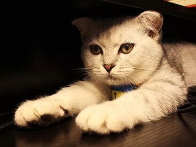 梦见猫保护自己