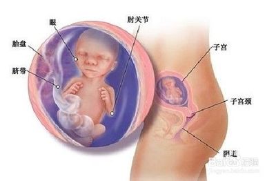 5个月胎儿一直动个不停