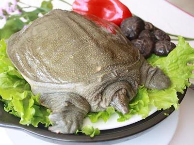 咳嗽能吃甲鱼吗