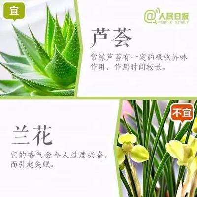 兰花对孕妇有影响吗