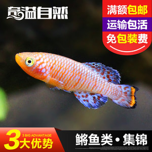 德州觀賞魚批發(fā)市場電話是多少（德州觀賞魚批發(fā)市場電話是多少號(hào)） 觀賞魚批發(fā)