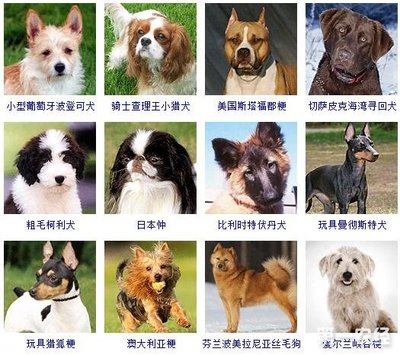 怎么给狗狗取名字好听