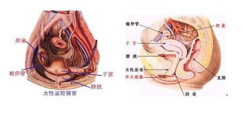 排卵期白带带血是怎么回事