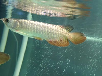 鞍山市经济开发区大权水族馆（鞍山市经济开发区大权水族馆电话）