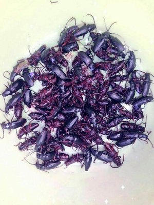 除了花生,你们家乡都有什么好的下酒菜?怎么做?