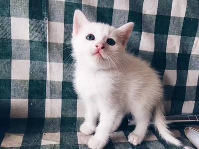 怎么给小猫喂奶粉