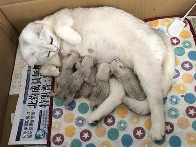 为什么养猫不容易怀孕
