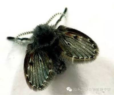 卫生间小黑虫