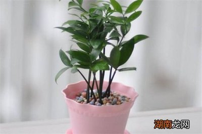 竹柏放室内对人的好处