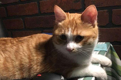 橘猫英文名