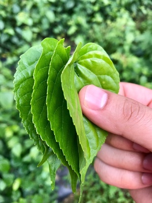 豆腐柴的做法大全家常