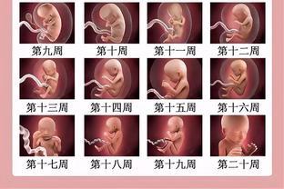 怀孕过程图