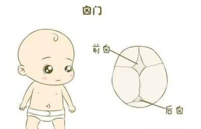 宝宝卤门在什么位置