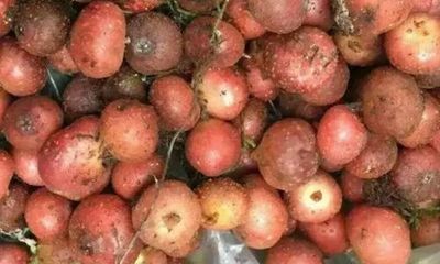 小孩咳嗽可以吃土豆吗