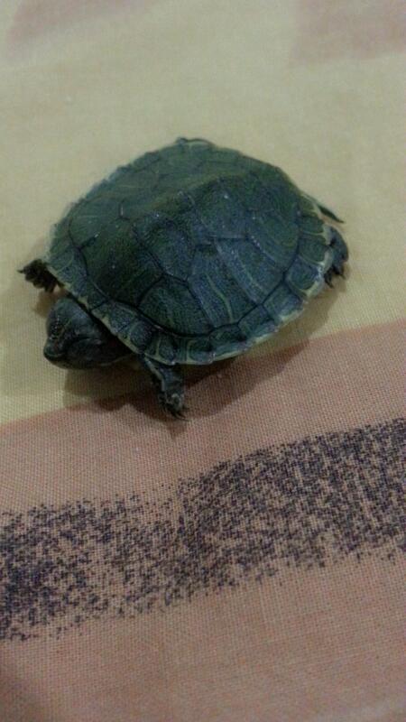 巴西龟一天睡多少小时