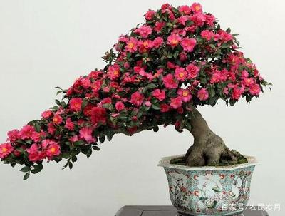 室内山茶花的养殖方法