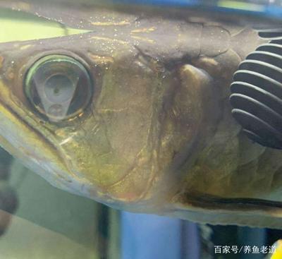 魚缸加水怎么不沖散底沙子（怎么往魚缸里加水不沖底砂）