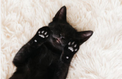 做梦打死猫是什么意思
