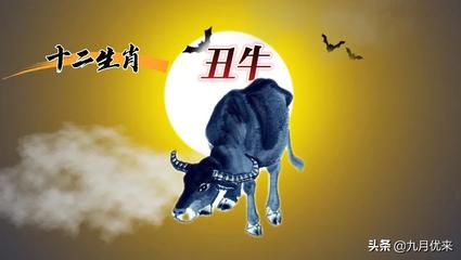 晚上的生肖