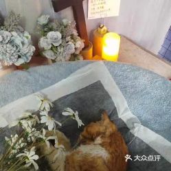 宠物殡葬需要什么手续